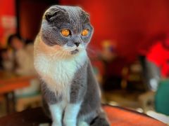 -猫色咖啡·猫咖