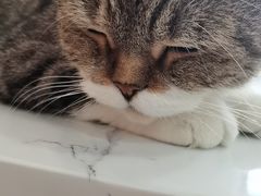 -喵园·猫主题咖啡厅·撸猫·猫咖(国贸店)