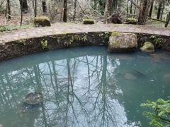 -天目山大树王景区