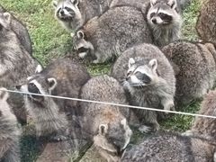 -秦皇岛野生动物园