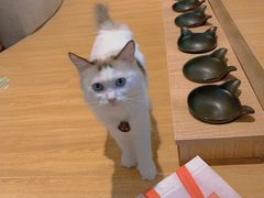 -啵啵喵·猫咖(攀华国际店)