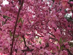 -大兴滨河森林公园