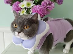 -北京观赏动物医院·24小时大型综合·猫专科·异宠专科