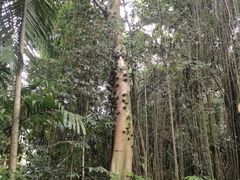 -武吉知马自然保护区