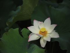 -大宁公园