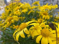 -汉长安城未央宫国家考古遗址公园