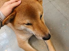 -柚下次·关东煮