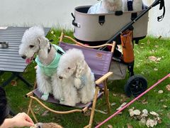 -J Create城市露营咖啡·简餐·宠物(上海动物园店)