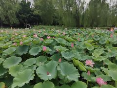 -莲花池公园