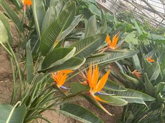 -兰陵国家农业公园