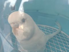 -宠物星动物医院·眼科·异宠·猫科(江南大道总院)