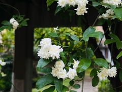 -四川大学(望江校区)