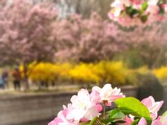 -海棠花溪(元大都城垣遗址公园)