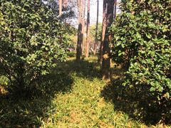 -徐家汇源景区-衡山公园