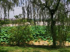-灞河西岸滨河公园