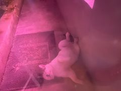 -ZING鲸鱼啤酒(葡萄院店)