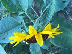 -艾溪湖湿地公园