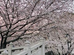 -苏州上方山国家森林公园