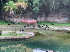 -奥兰多迪士尼动物王国乐园