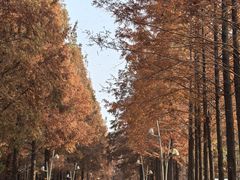-日照海滨国家森林公园
