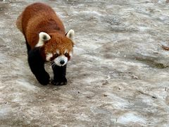 -栾川竹海野生动物园
