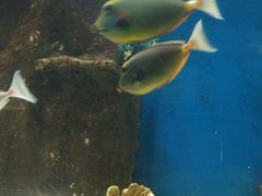 android_upload_pic-苏州海洋馆