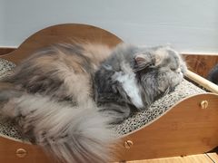 -有猫主题·治愈系猫咖(曾厝垵店)