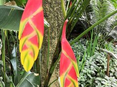 -广西壮族自治区药用植物园