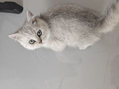 -pd派德宠物中心医院24H急重症·眼科中心·血液透析中心(嵩山北路店)