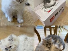 -猫咪派对(江南西店)