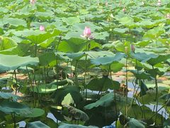 -洪湖生态旅游区