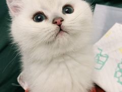 -翊宠yipet猫狗购宠庄园犬舍•猫舍