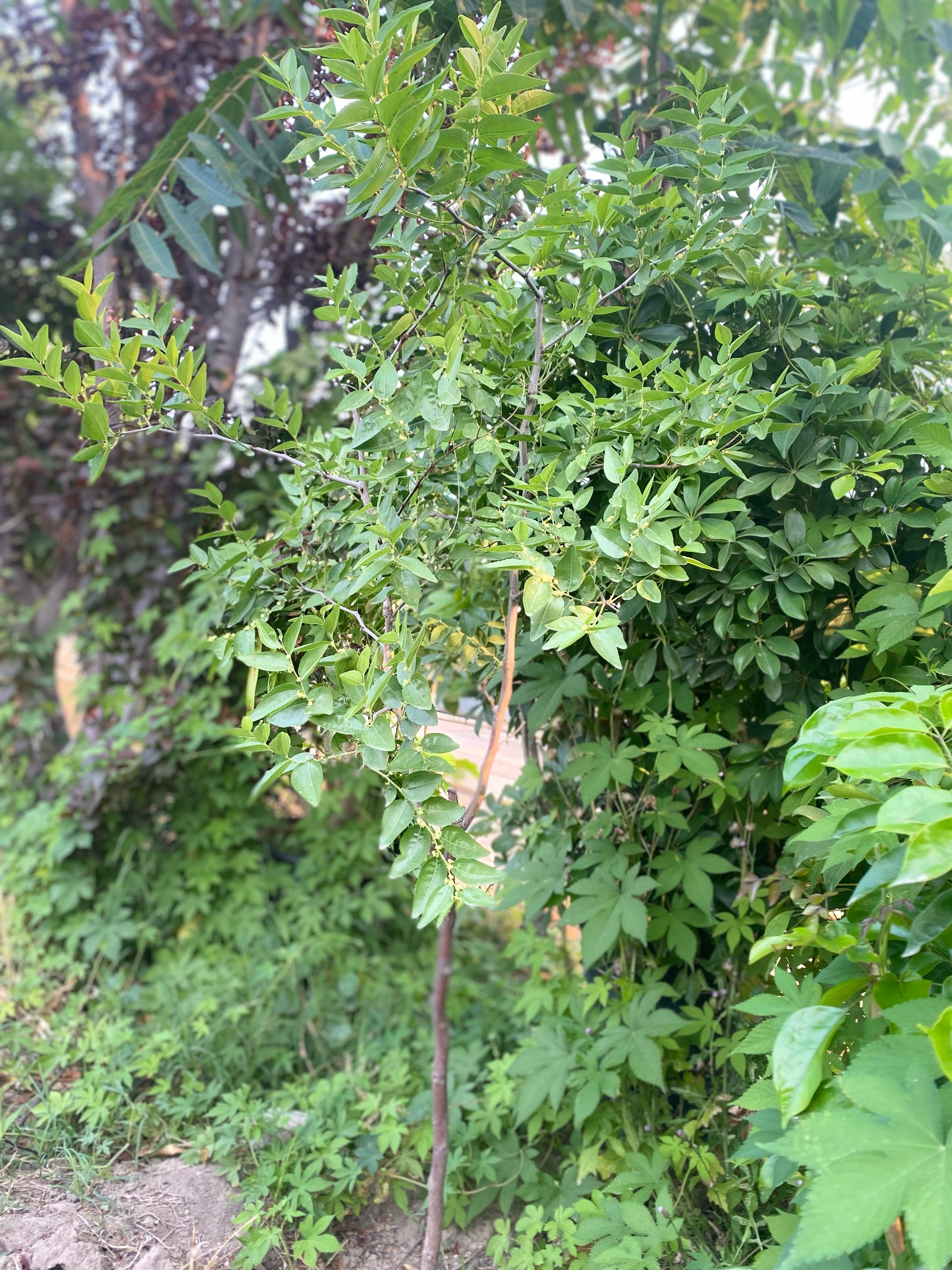 每天认识一种植物 15 枣树