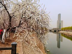 -桃花堤公园
