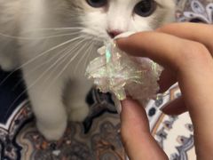 -猫大福·Fortune Cat猫舍(百子湾店)