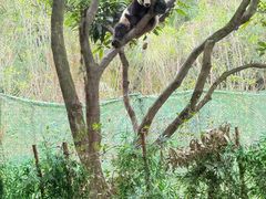 -广州长隆野生动物世界
