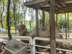 -长白岛森林公园