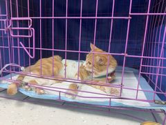 -小伙伴宠物医院•急重症转诊中心·老年专科·犬猫全科(北大街总院)