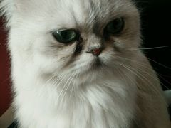 -Oh My Dog宠物沙龙(伊珊娜皮毛护理店)