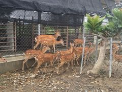 -鹿境梅花鹿生态园区