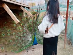 -武汉紫薇都市田园