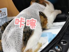 -联合动物医院(光谷诊疗中心)
