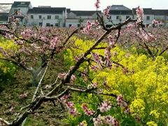 -稻香园蛋糕(舜玉店)