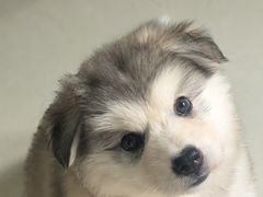 -天津医科大学第二医院