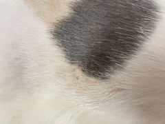 -创凡宠物医院·骨专科  猫科中心(西乡分院)