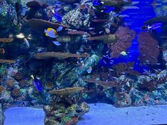 -上海海洋水族馆