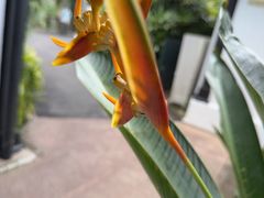 -植物园哈利亚餐厅