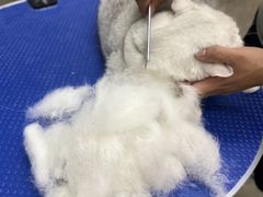 -PETKIT小佩宠物·低压洗护(国顺东路店)