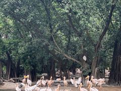 -广州长隆飞鸟乐园