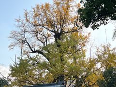 -西湖风景区十里琅珰-五云山